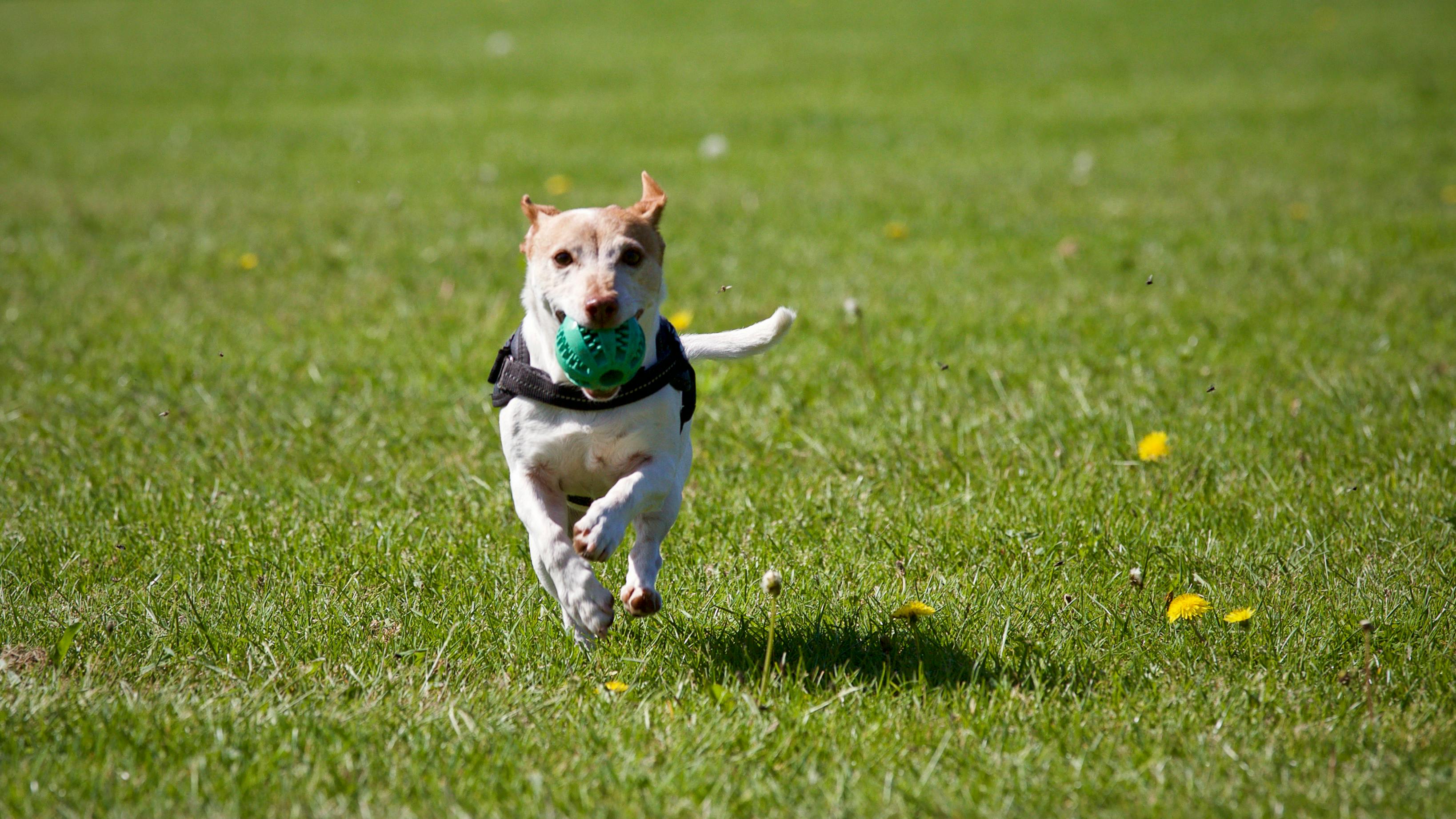 Image de chiens