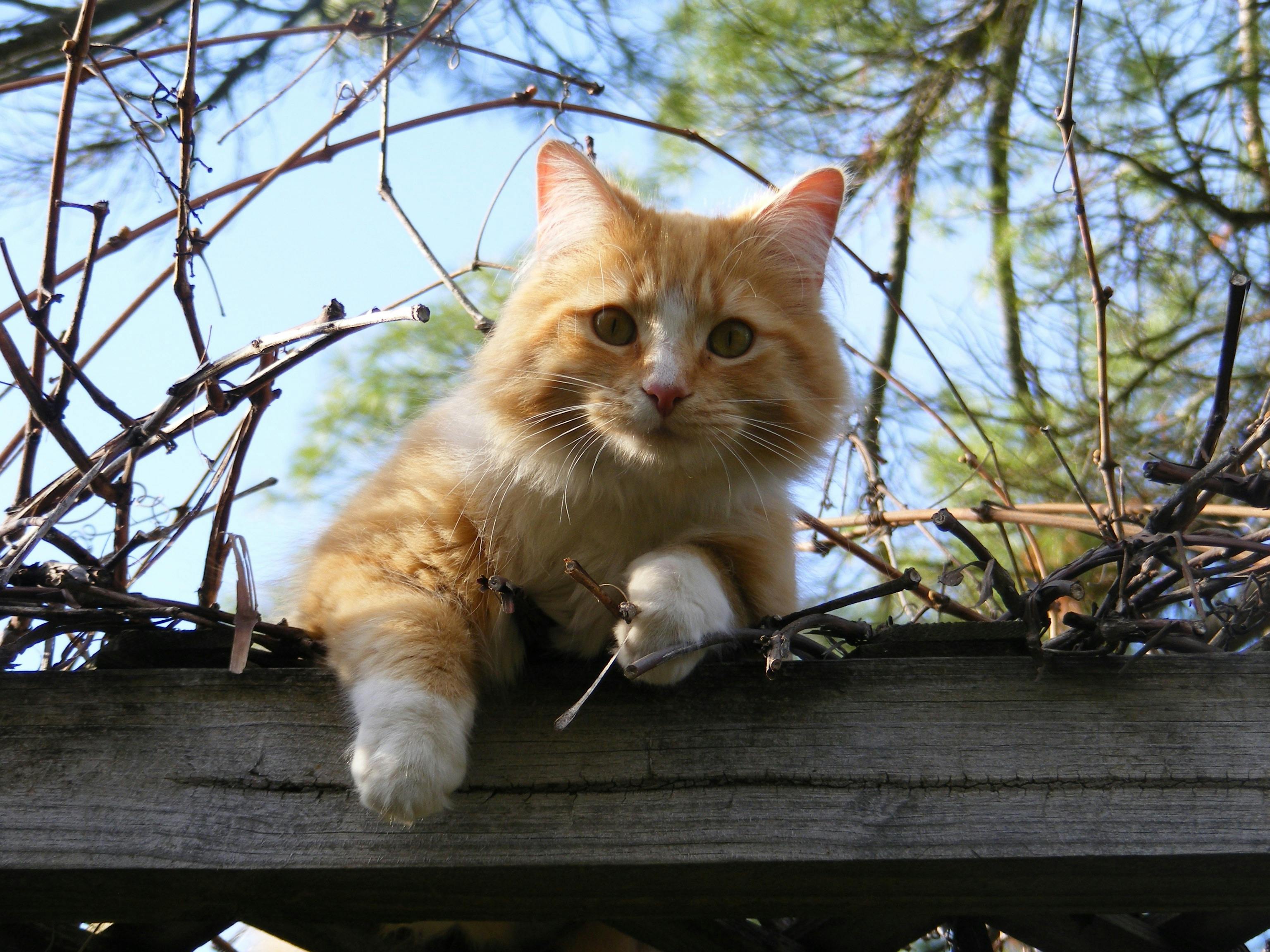 Image de chats