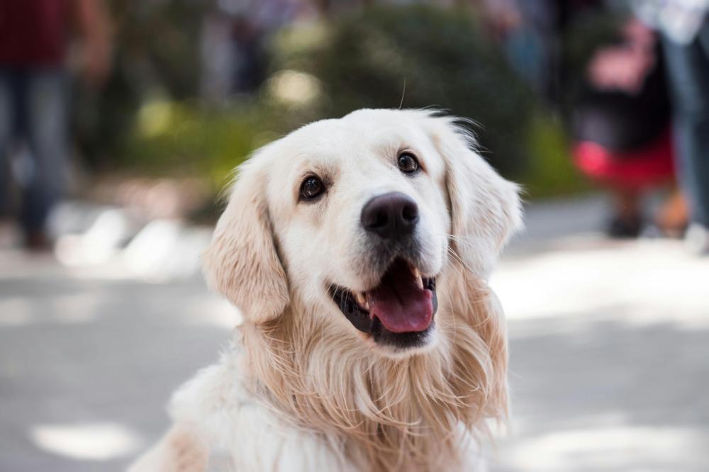 Pension pour chien près de Monflanquin