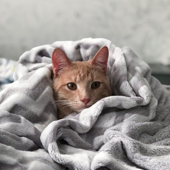 Pension longue durée chat près de Monflanquin