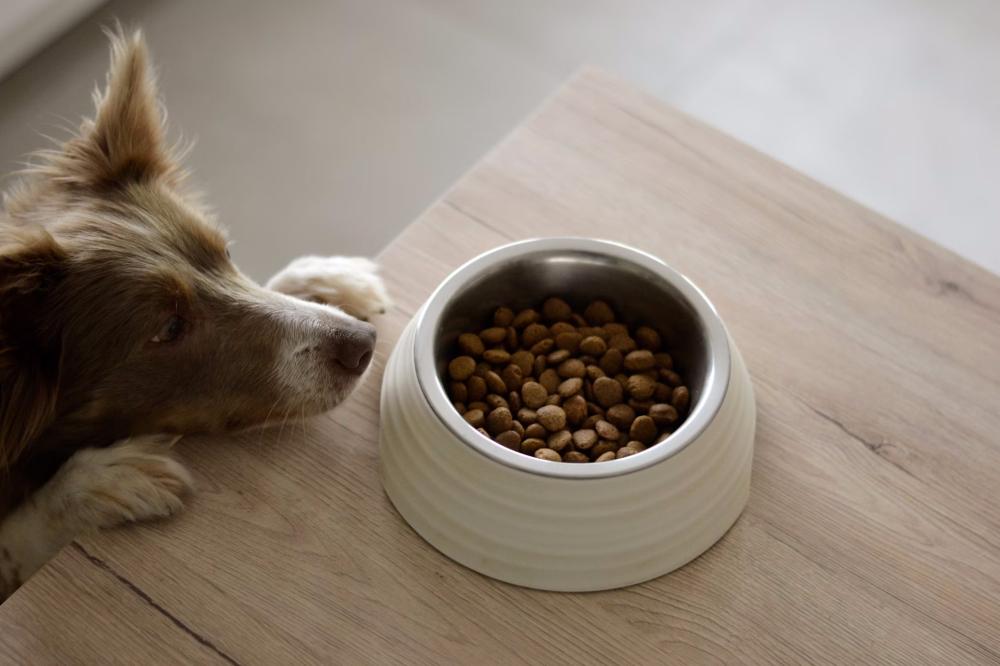 Vente de croquettes chien près de Monflanquin