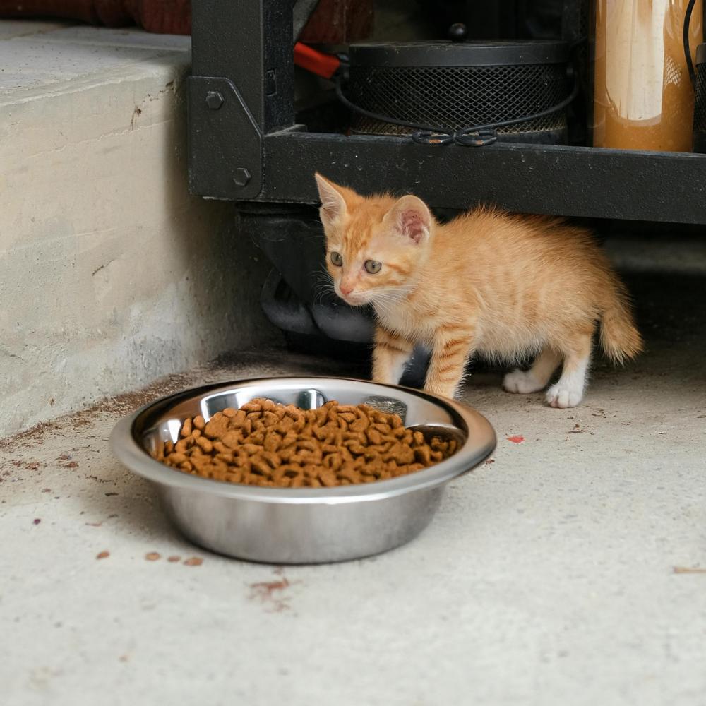 Chat avec des croquettes