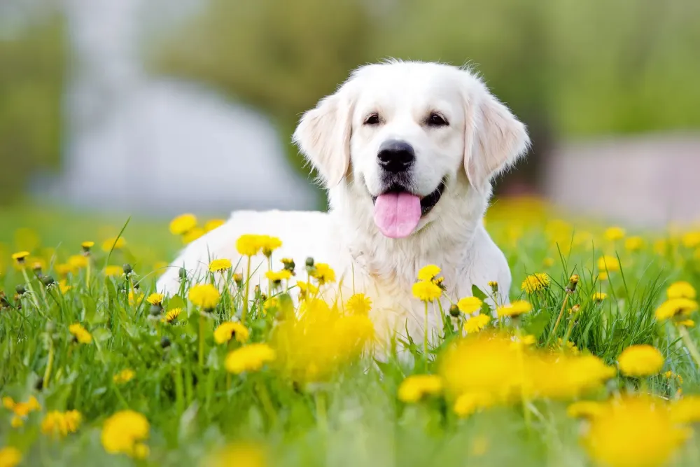 pension chien
