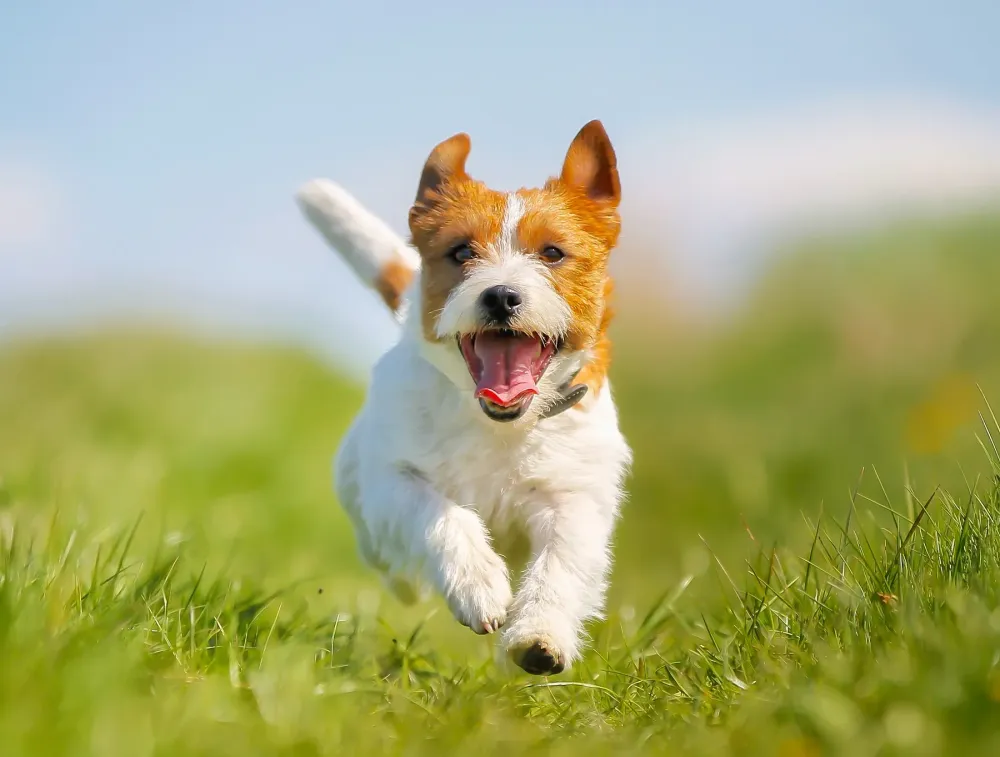 chien santé