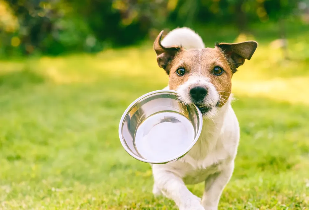 alimentation chien
