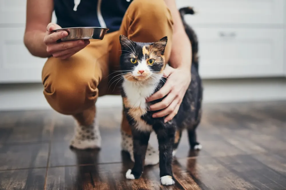 alimentation chat