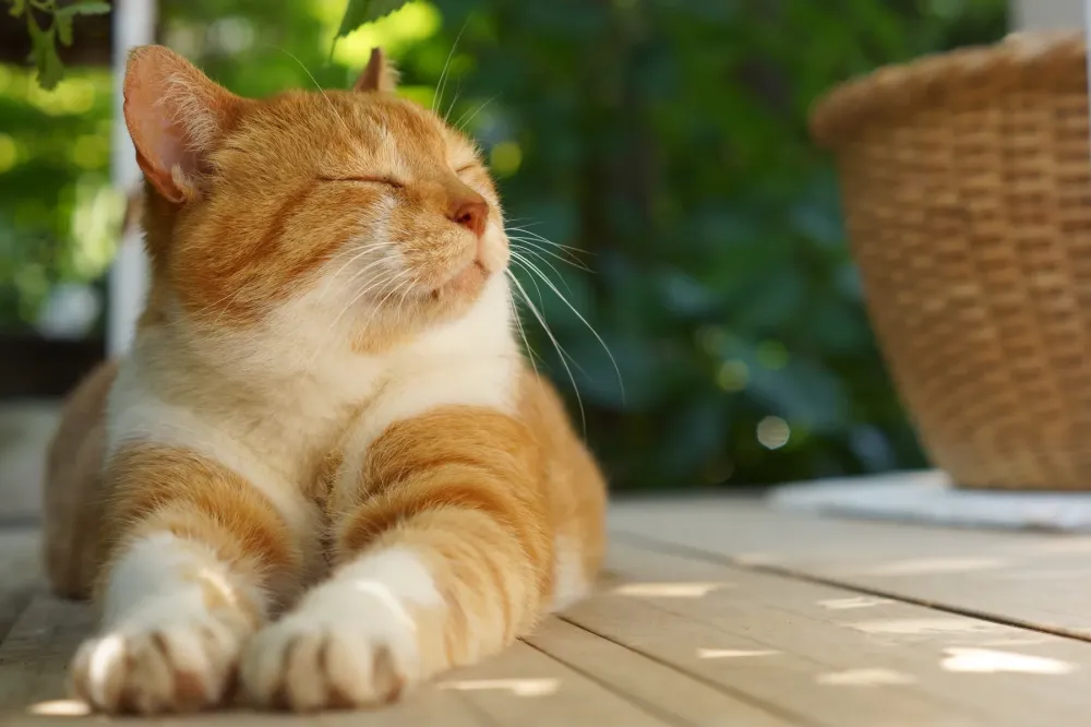 chat heureux