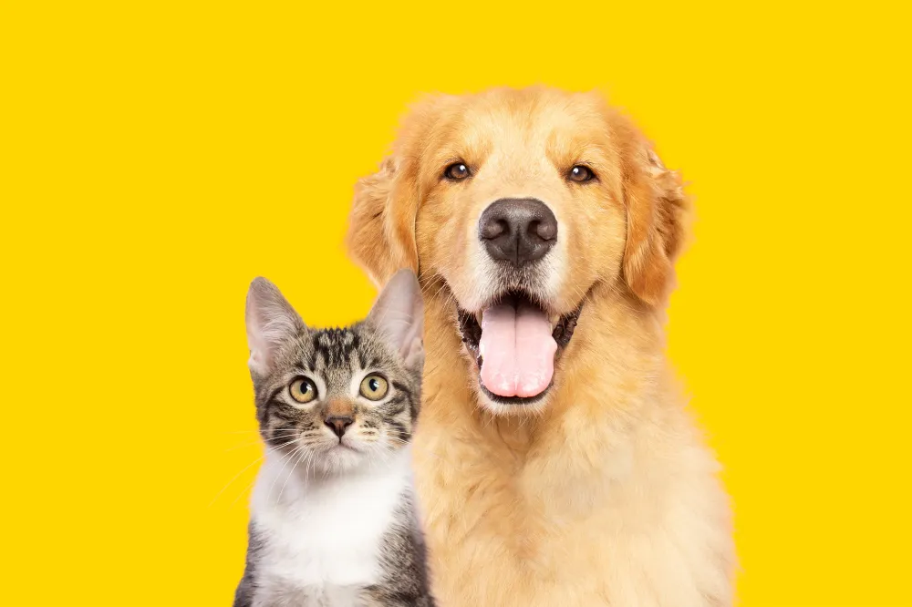 pension animal de compagnie
